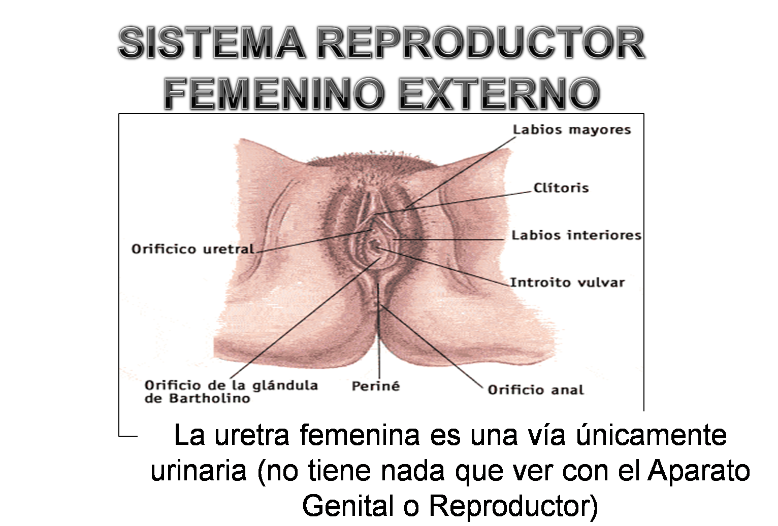 Partes del aparato reproductor masculino internas y externas